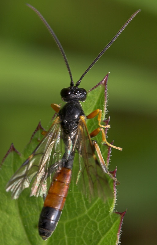 Hymenoptera-8099.jpg