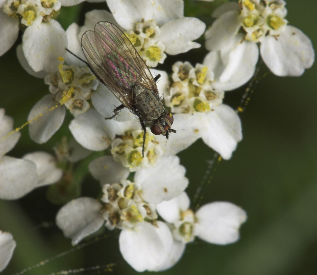 Diptera-8283.jpg