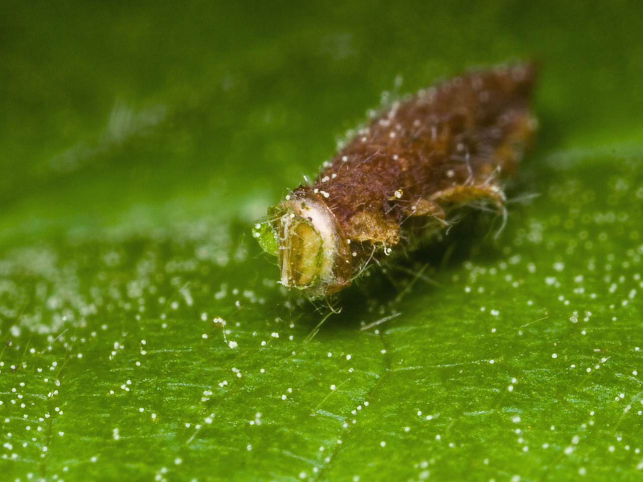 Psychidae larva · maišuočio lerva
