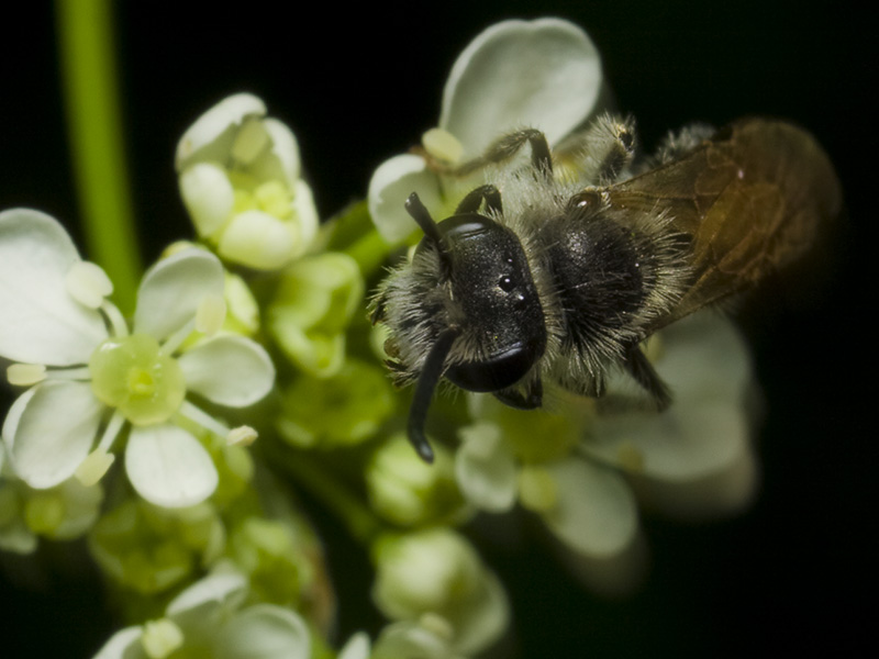 Apidae-1563.jpg