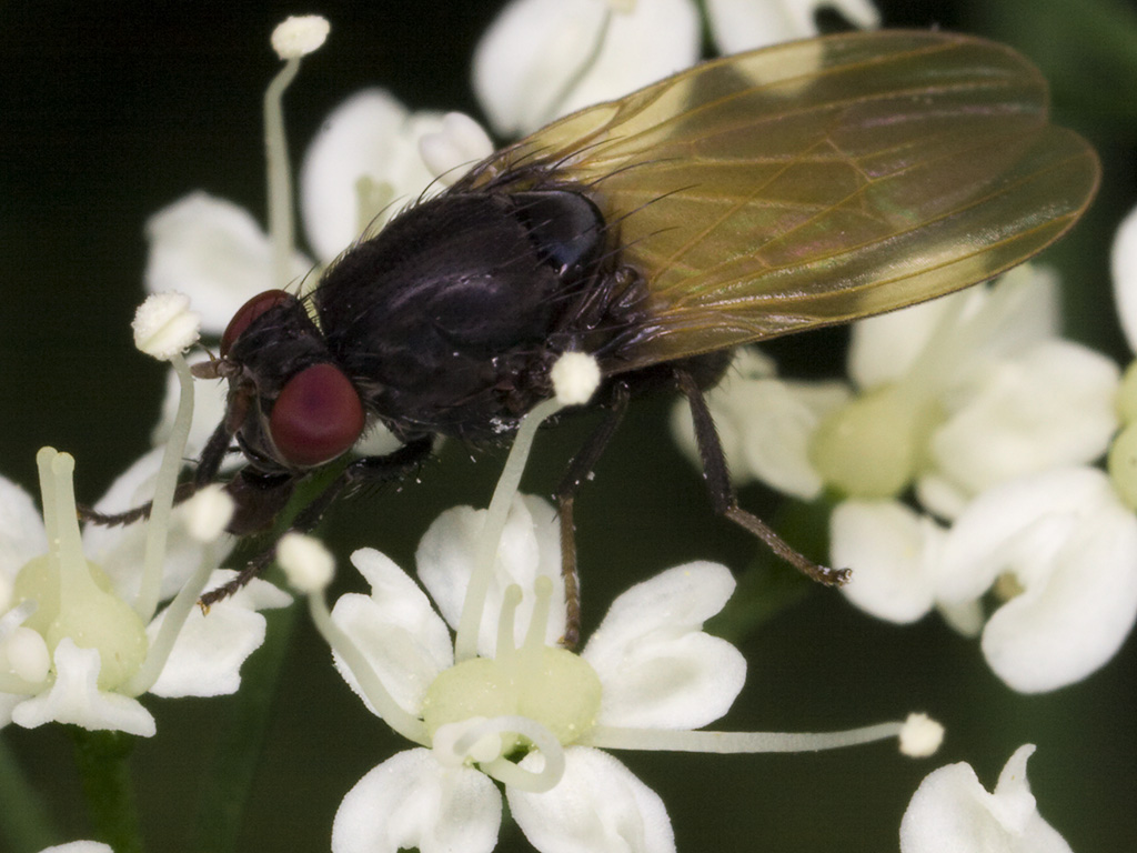 Diptera-3343.jpg