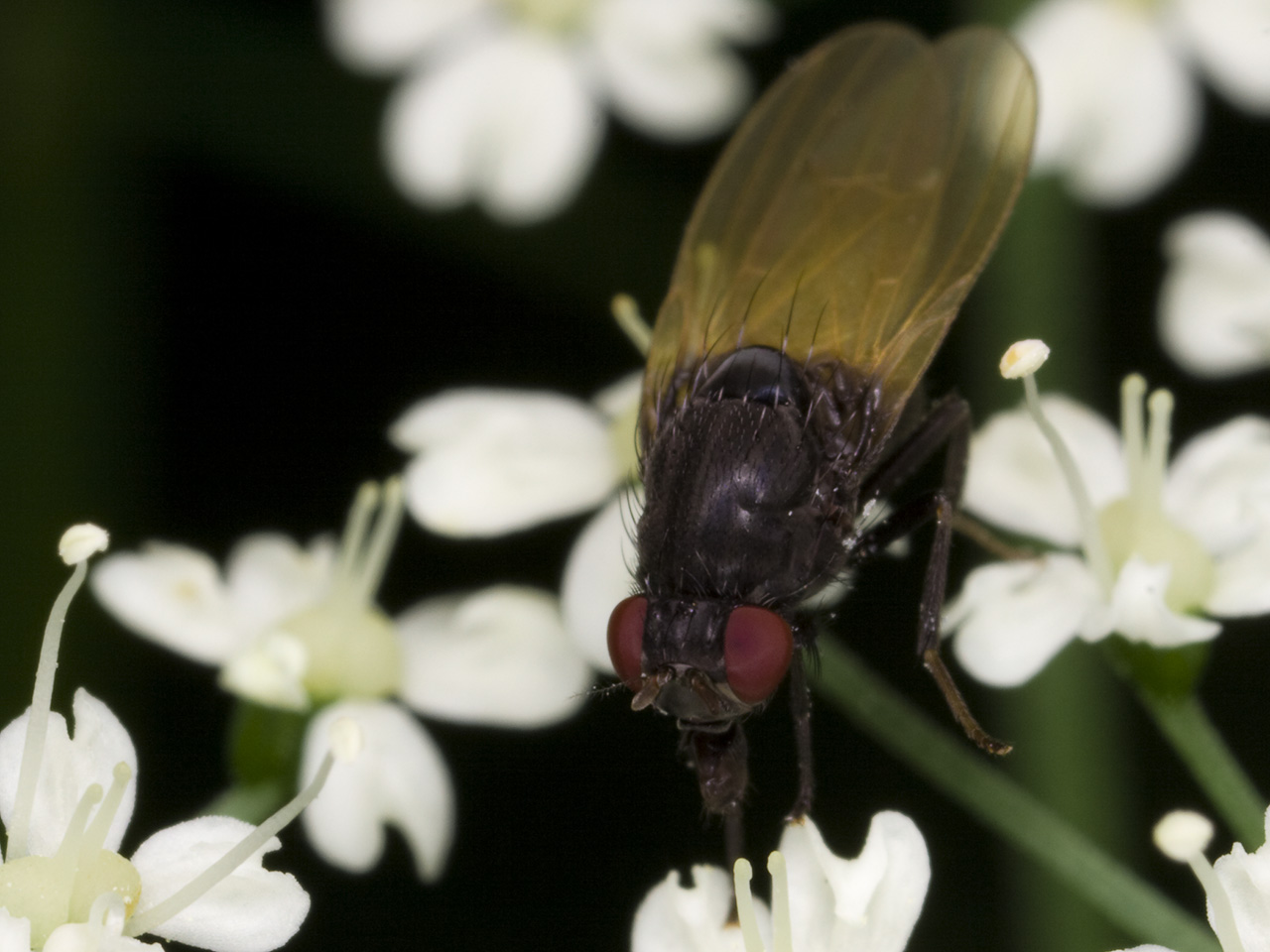 Diptera-3344.jpg