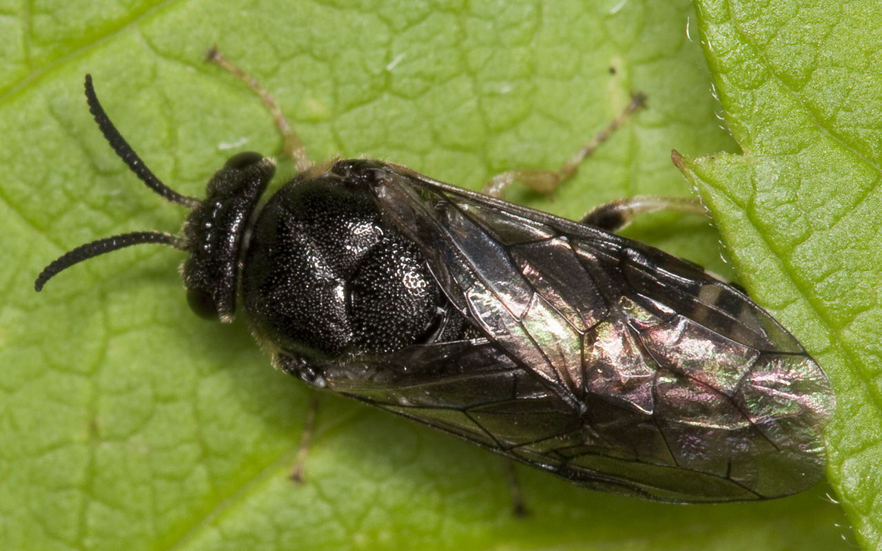 Hymenoptera-1830.jpg