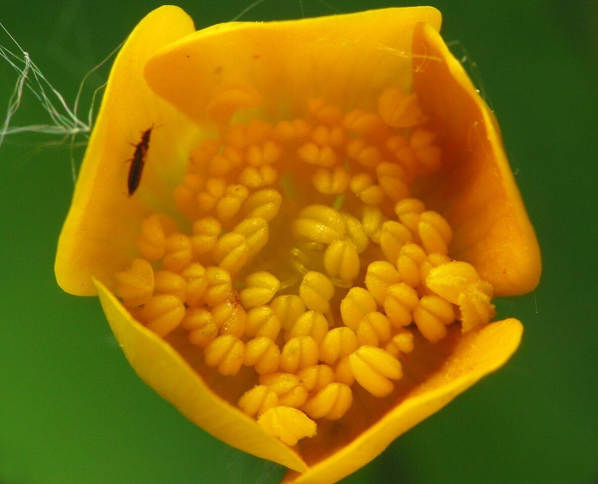 Ranunculus-1009.jpg