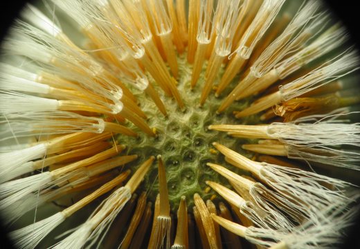 Asteraceae pericarp and the achenes