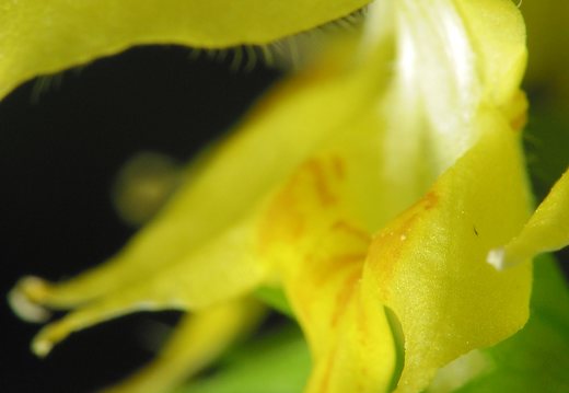 Lamium galeobdolon · geltonžiedė notrelė