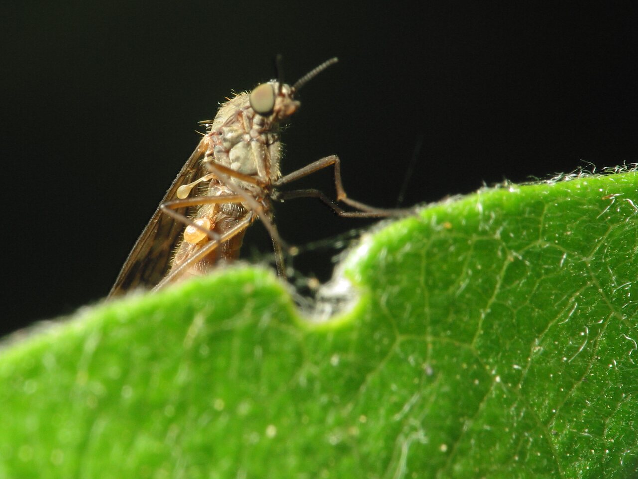 Diptera-1094.jpg
