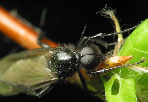 Bibionidae male · storakojis uodas ♂