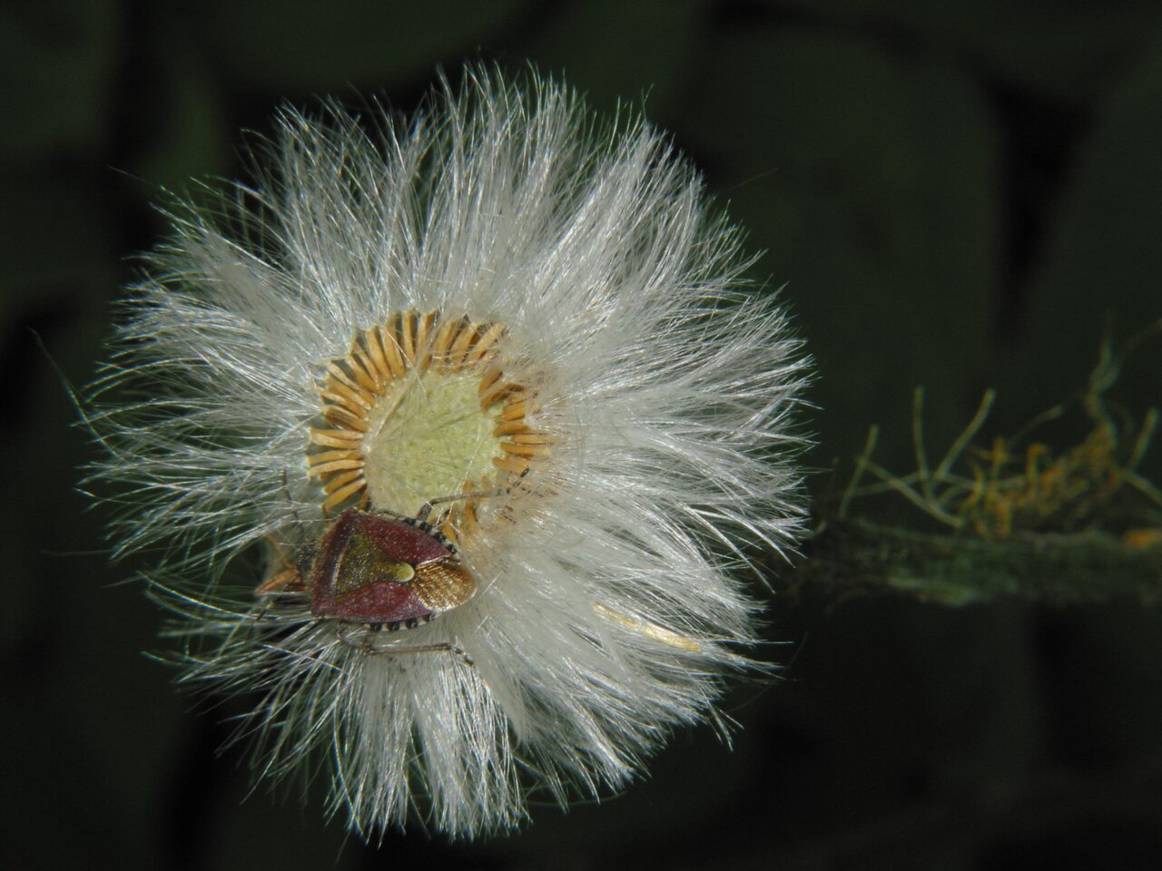 Asteraceae-1167.jpg