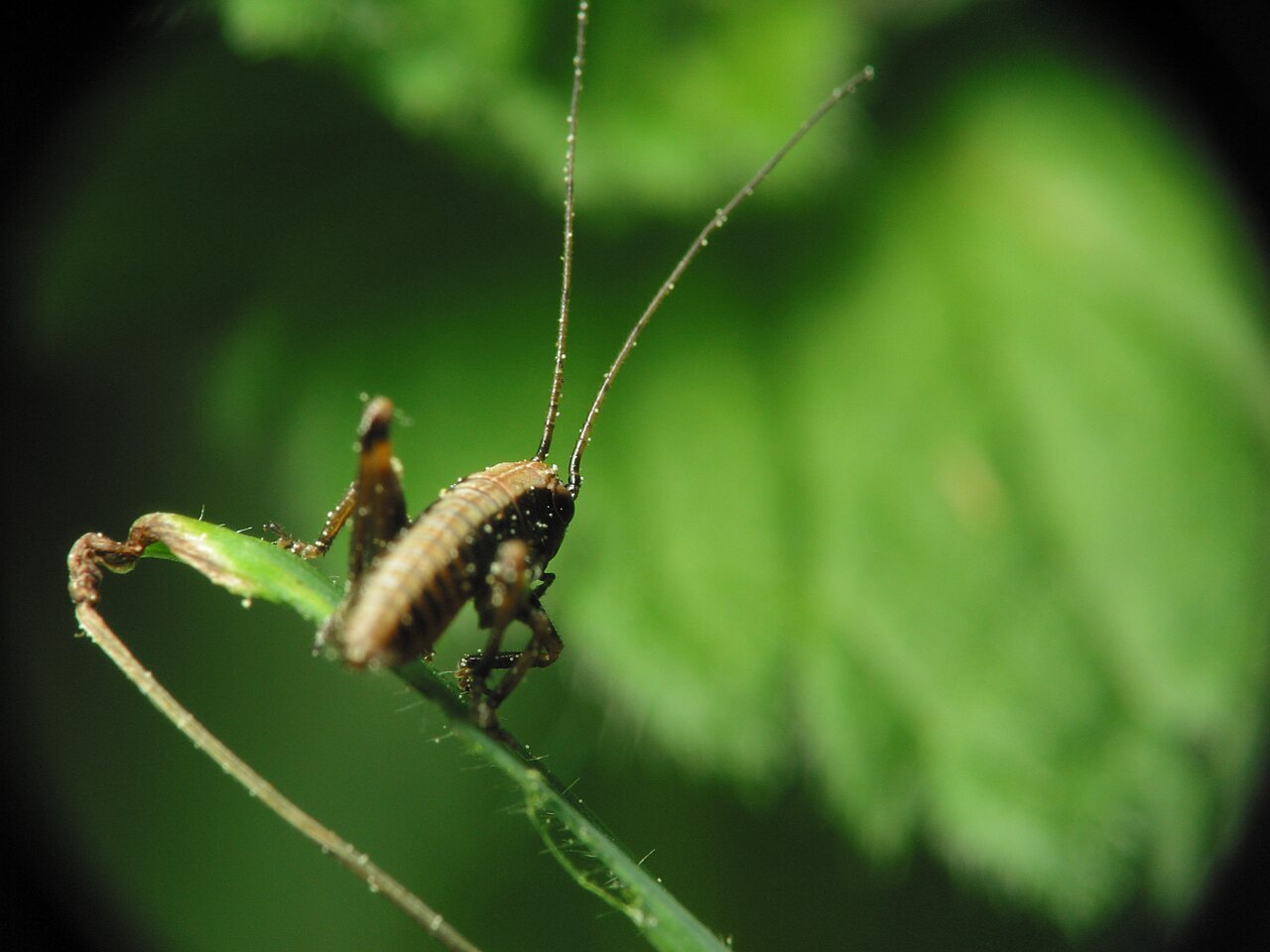 Pholidoptera-griseoaptera-1205.jpg
