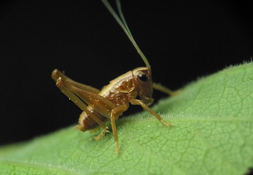 Pholidoptera griseoaptera nymph · keršasis žiogas, nimfa