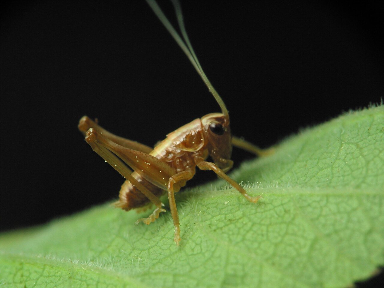 Pholidoptera-griseoaptera-1221.jpg