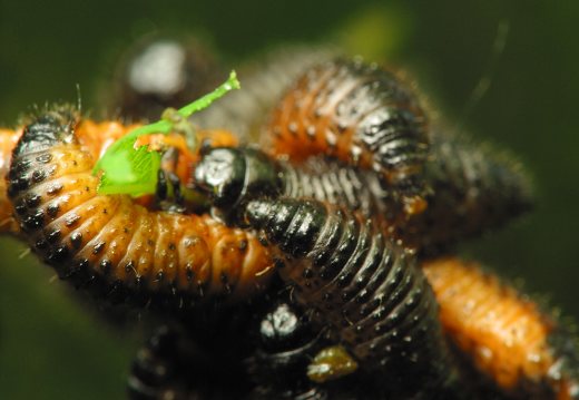 Gonioctena decemnotata larvae · taškuotasis dygblauzdis, lervos
