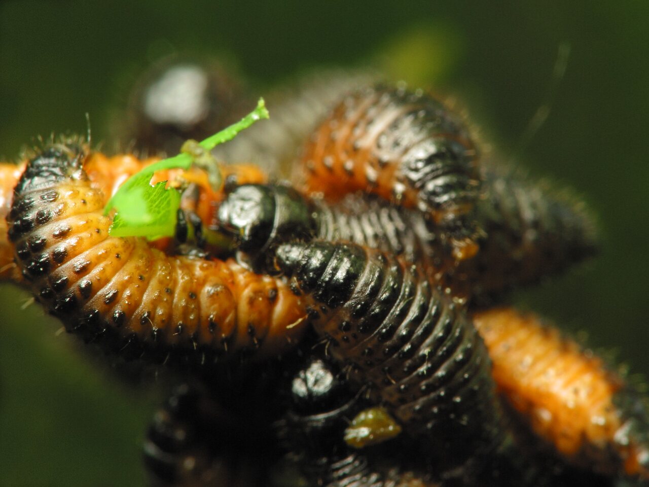 Chrysomelidae-larvae-1252.jpg