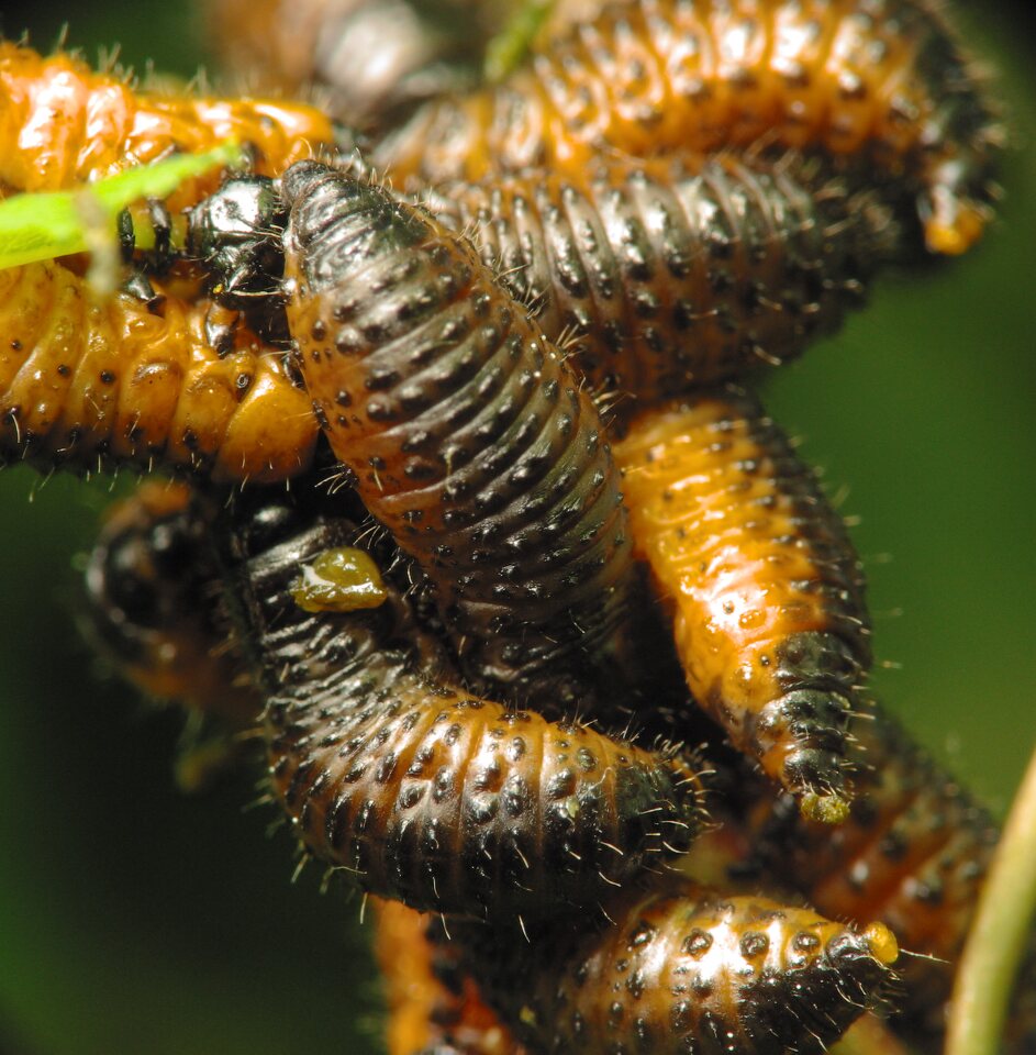 Chrysomelidae-larvae-1253.jpg