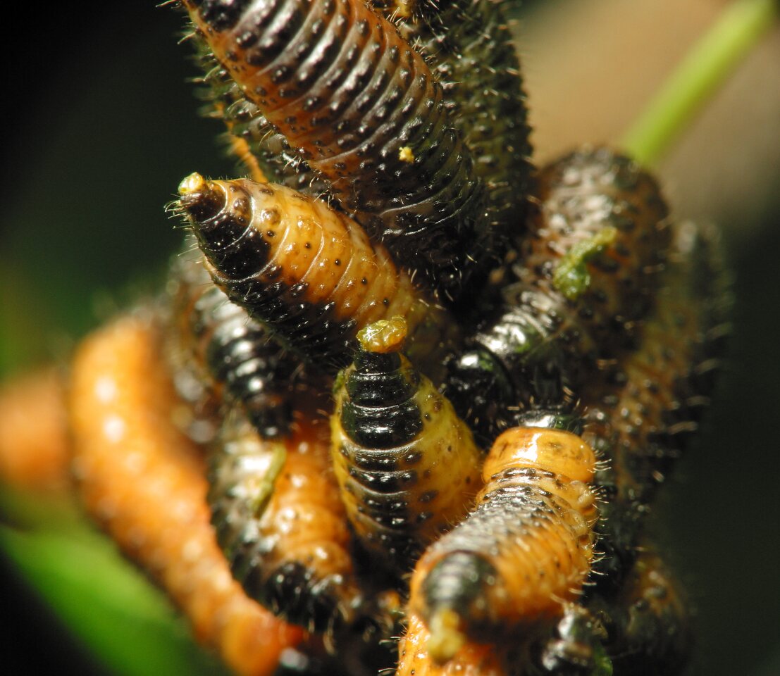 Chrysomelidae-larvae-1254.jpg