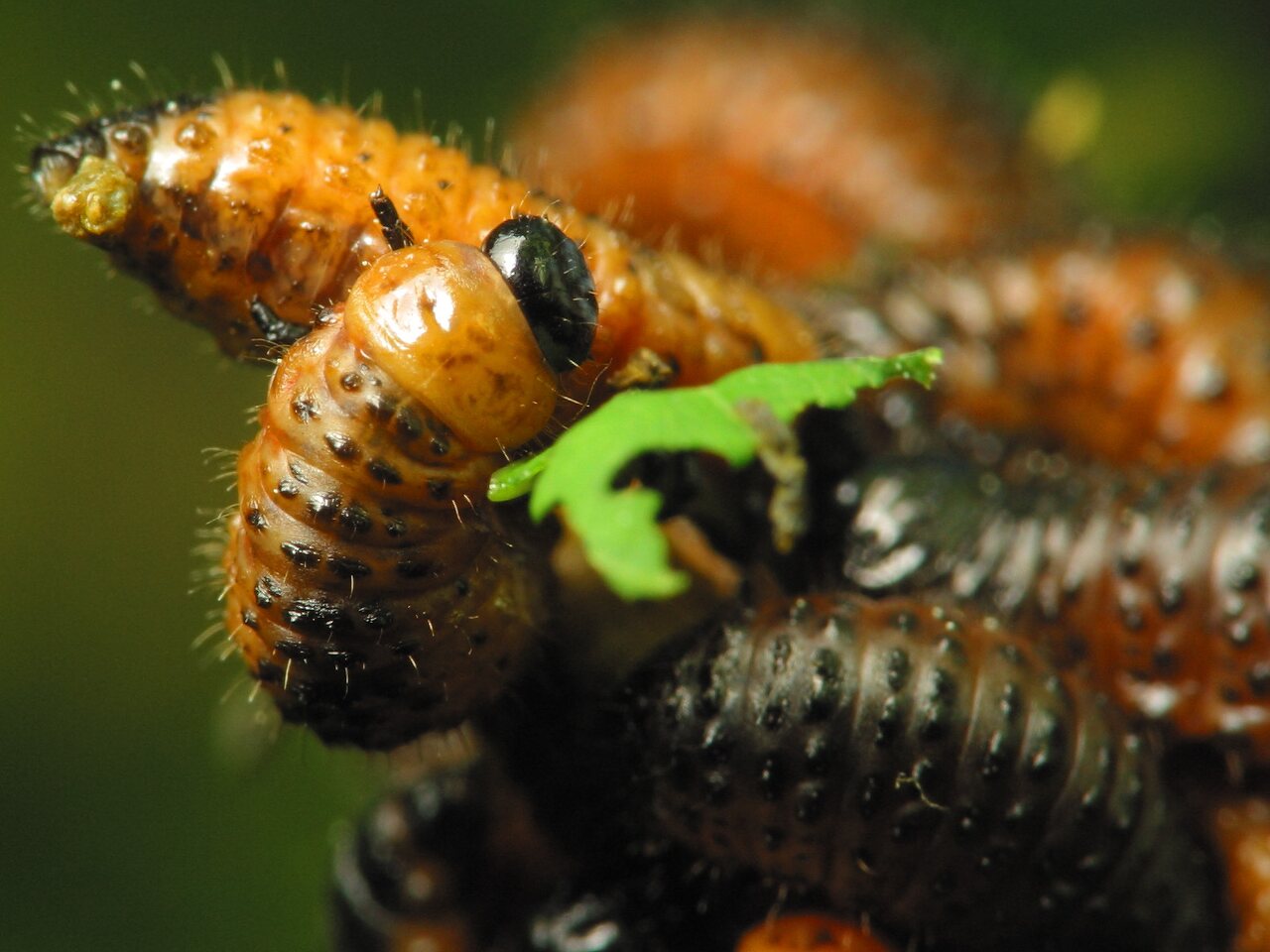 Chrysomelidae-larvae-1256.jpg