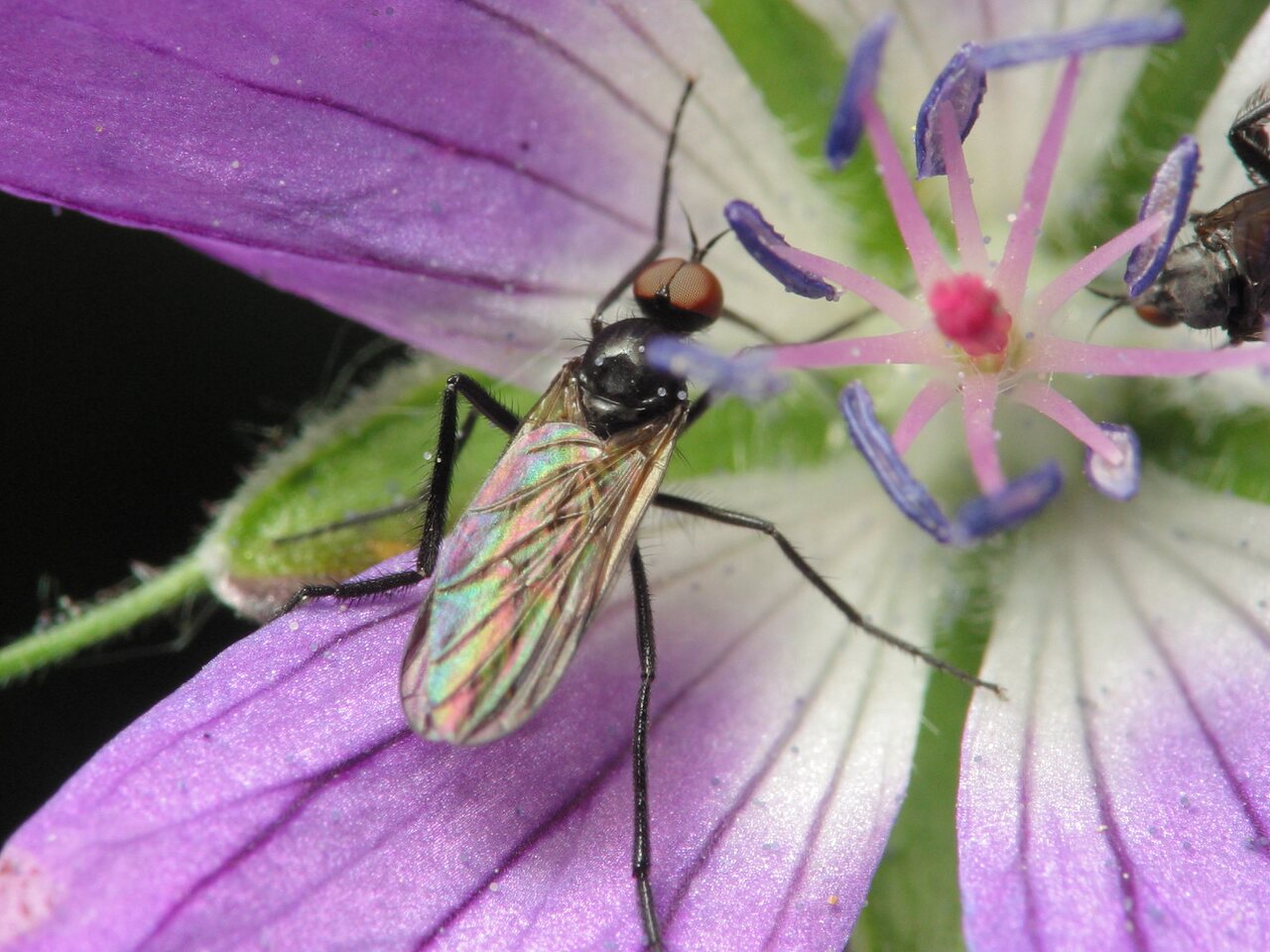 Empis pennipes male · snapmusė ♂