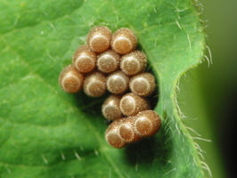 Carpocoris sp. eggs · skydblakės kiaušinėliai