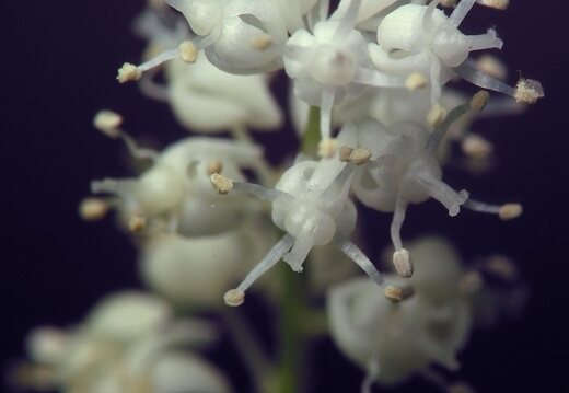 Maianthemum bifolium · dvilapė medutė