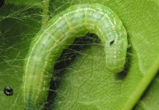 Operophtera brumata caterpillar · mažasis žiemsprindis, vikšras
