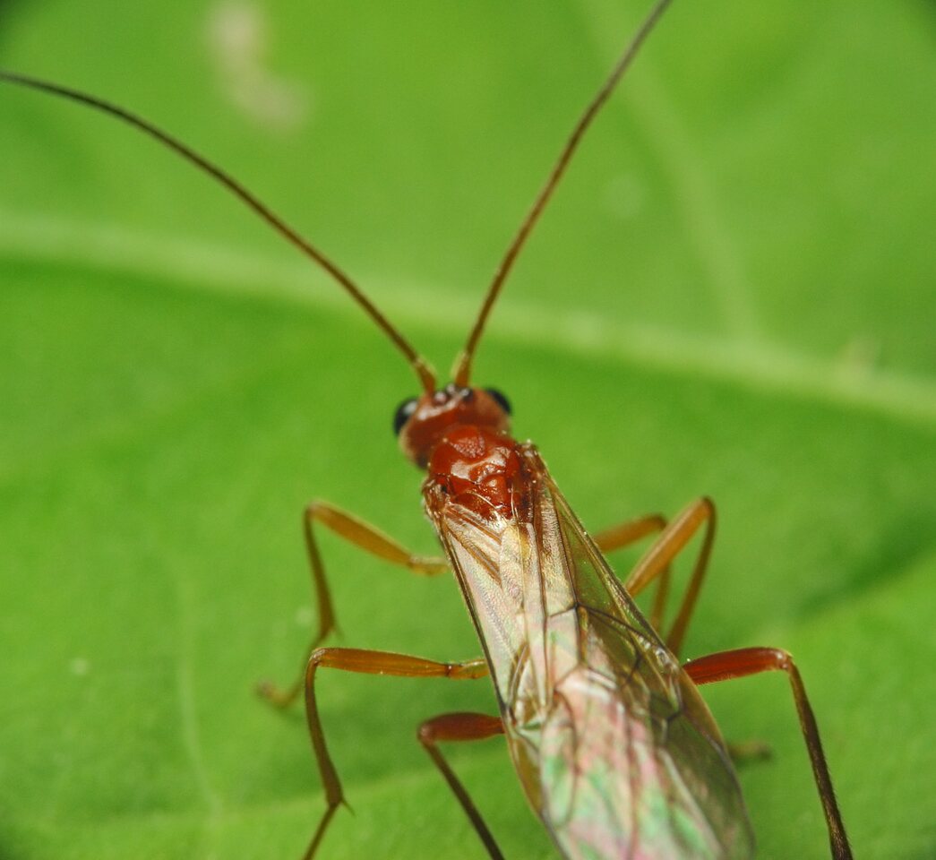 Hymenoptera-1451.jpg