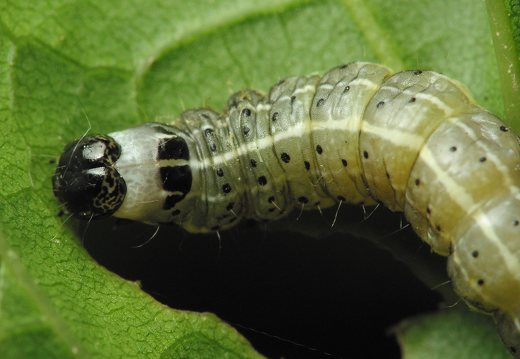 Orthosia cruda caterpillar · mažasis ankstyvasis pelėdgalvis, vikšras
