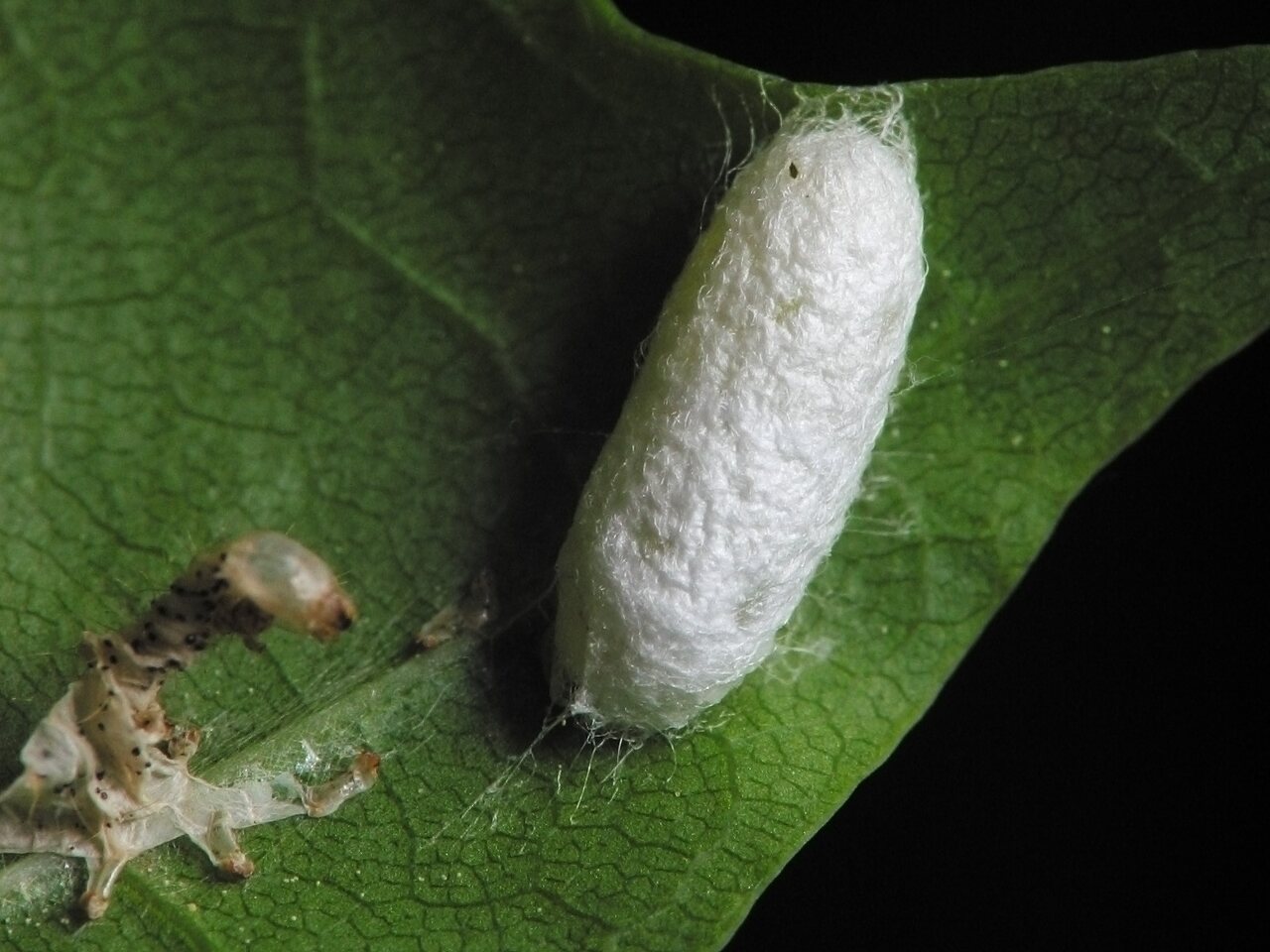 Insect cocoon and larva exuviae