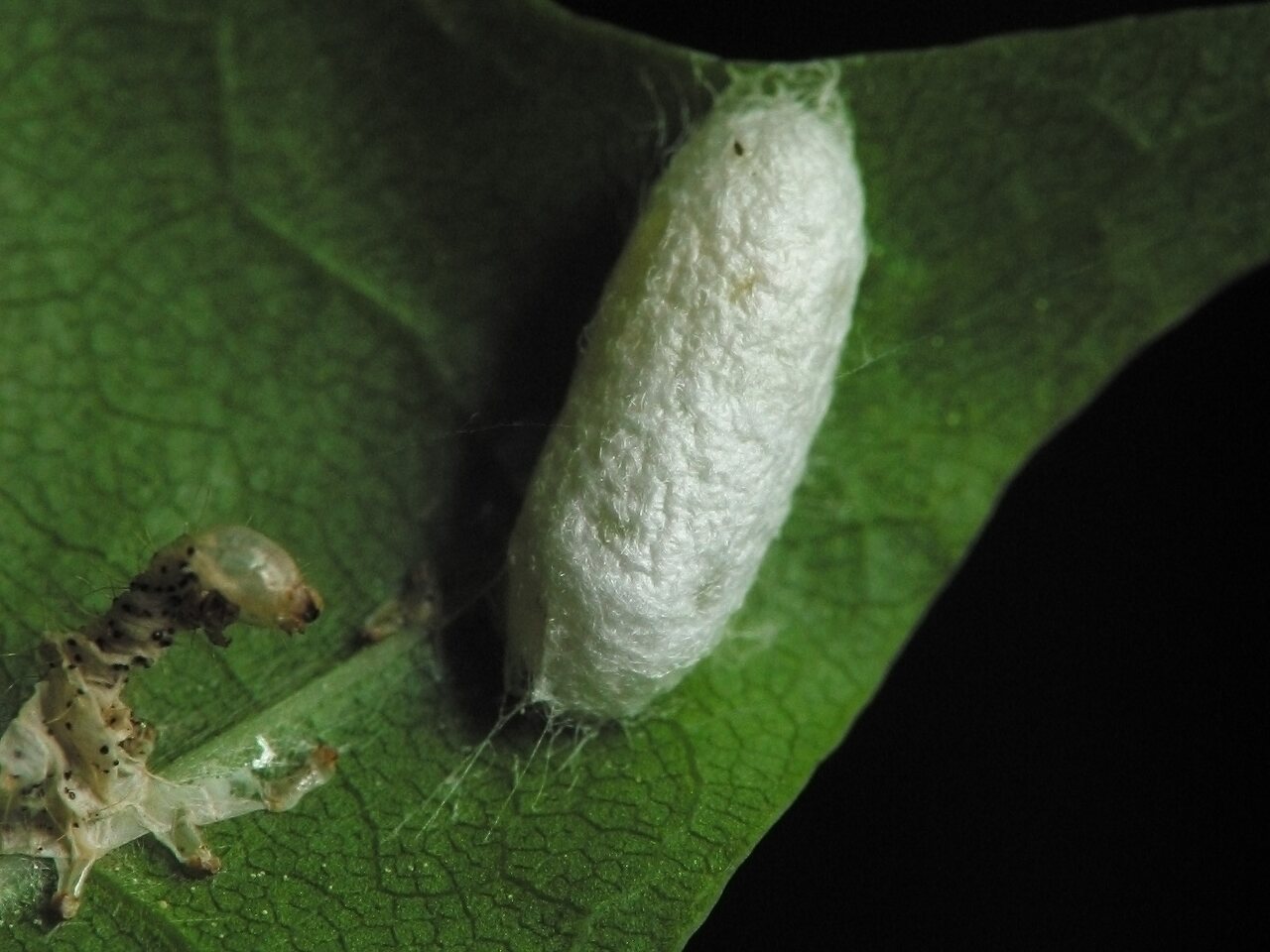 Insect cocoon and larva exuviae