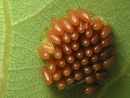 Coleoptera eggs · vabalai