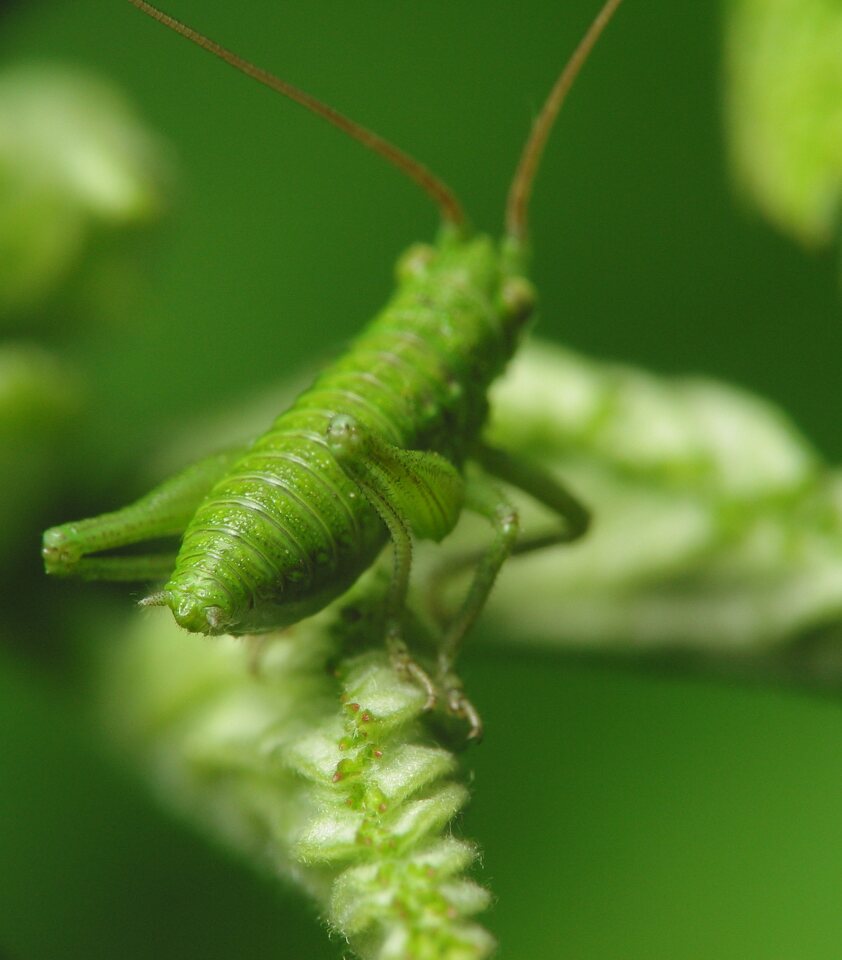 Tettigoniidae-nymph-1651.jpg
