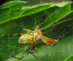 Araniella sp. male · voriukas ♂