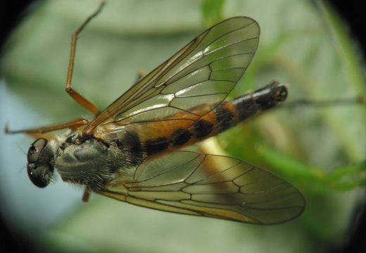 Diaea dorsata with prey · rudasis lapavoris