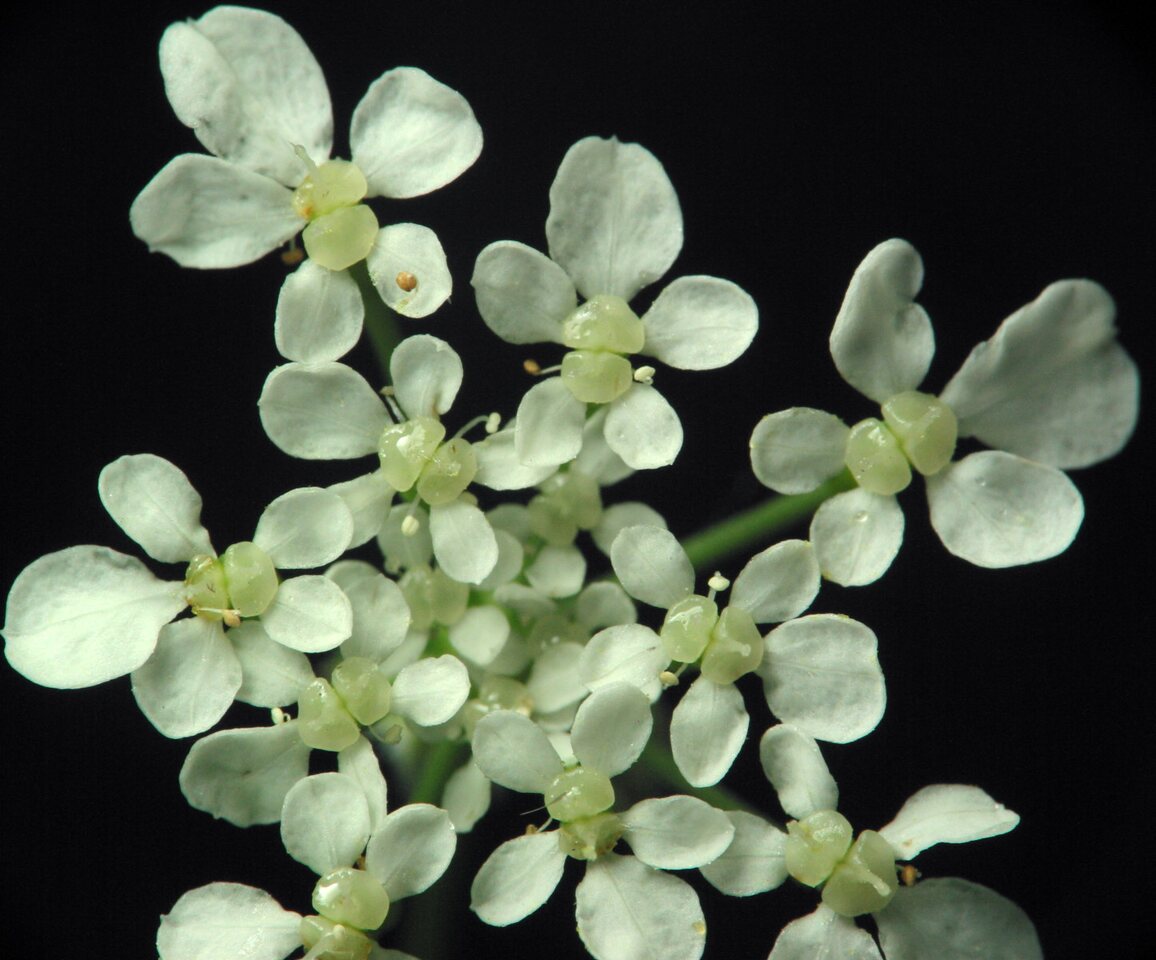Apiaceae-1928.jpg