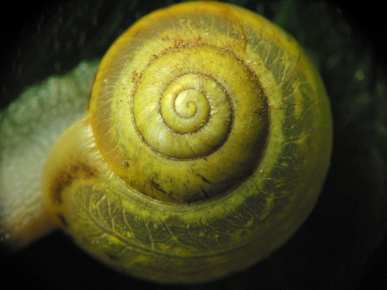 Mollusca-1934.jpg