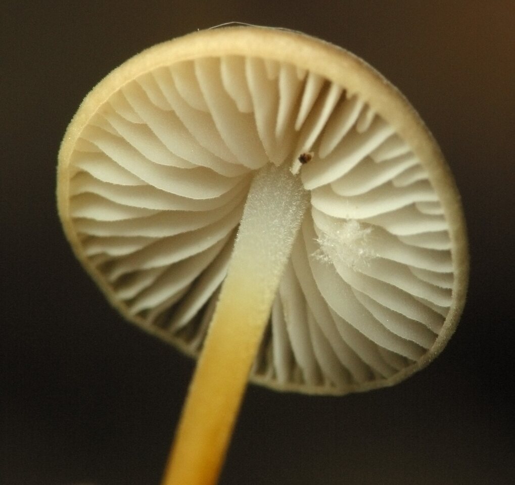 fungi-2172.jpg