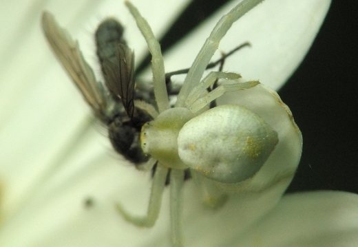 Misumena vatia female · geltonasis žiedvoris ♀