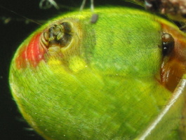 Araniella cucurbitina, spinnerets · raudondėmis voriukas