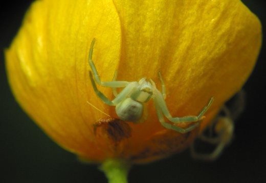 Misumena vatia female · geltonasis žiedvoris ♀