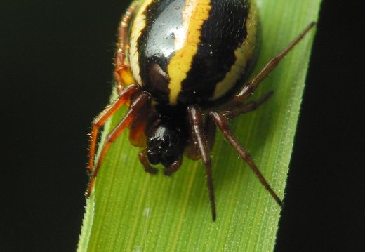 Hypsosinga pygmaea female · mažasis lakavoris ♀