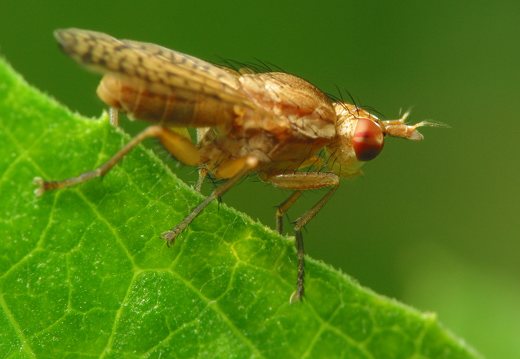 Sciomyzidae · sraigžudė