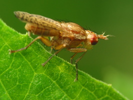 Sciomyzidae · sraigžudė