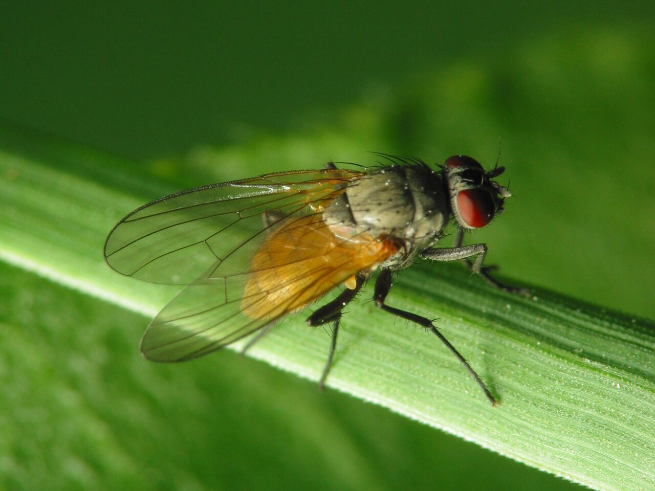 Diptera-2337.jpg