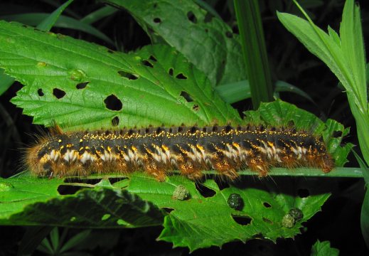 Euthrix potatoria caterpillar · pievinis verpikas, vikšras