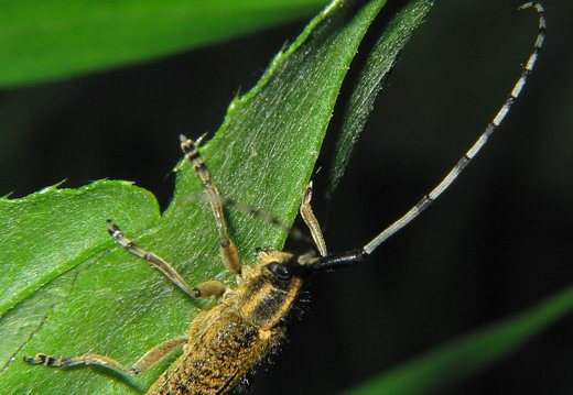 Agapanthia villosoviridescens · žalsvasis stagarinukas