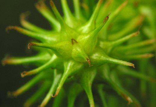 Carex flava  · gelsvoji viksva