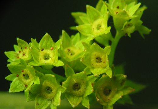 Alchemilla aggr. vulgaris · paprastoji rasakila