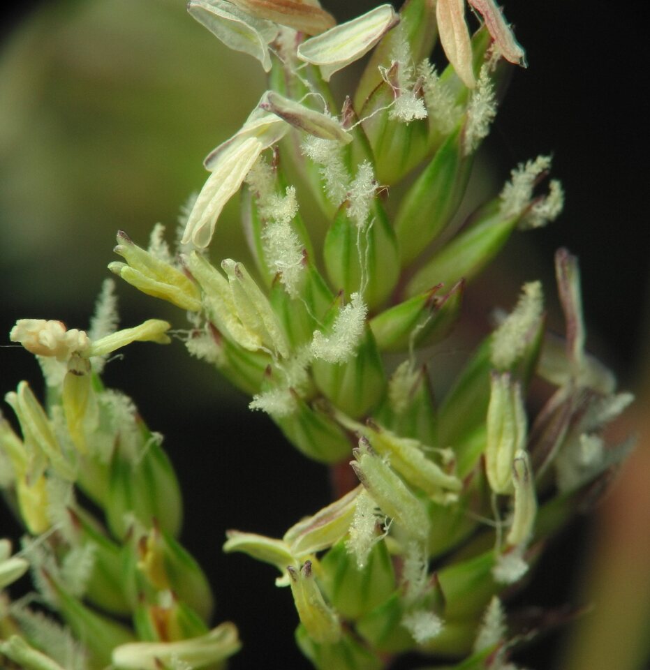 Poaceae-2456.jpg