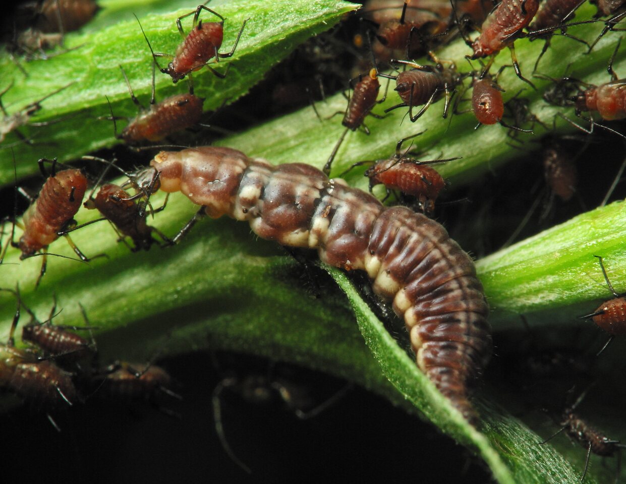 Hemerobiidae-larva-2462.jpg