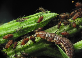 Hemerobiidae larva feeding on aphids · lapasparnis, lerva